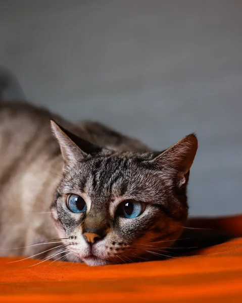 Close Gato Adorável Com Olhos Azuis Fundo Borrado — Fotografia de Stock