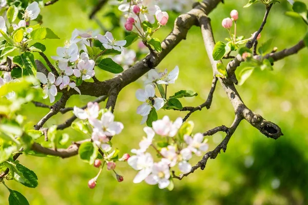 Une Mise Point Sélective Des Fleurs Sur Une Branche Cerisier — Photo