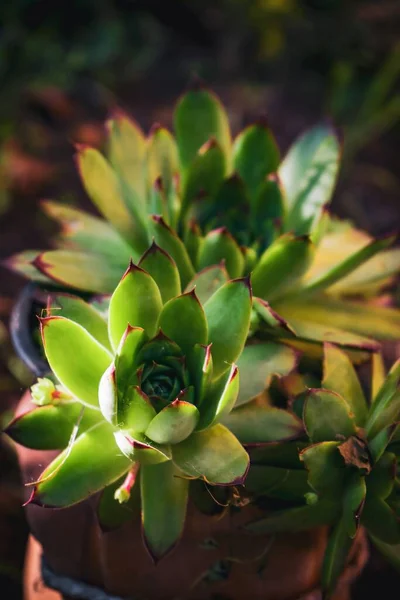 Disparo Vertical Plantas Verdes Suculentas Una Maceta — Foto de Stock