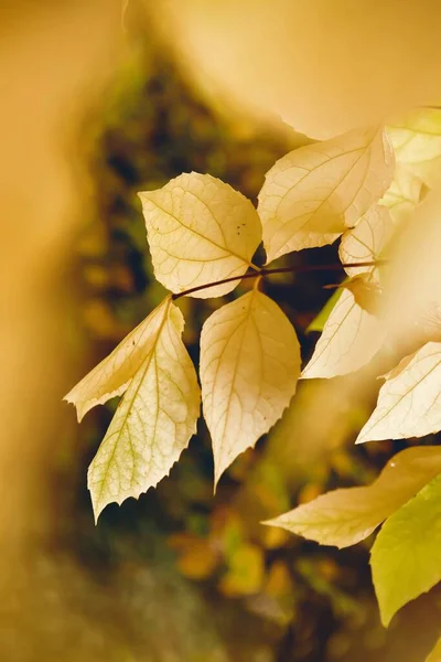 Eine Selektive Fokusaufnahme Eines Zweiges Gelber Blätter Perfekt Für Den — Stockfoto