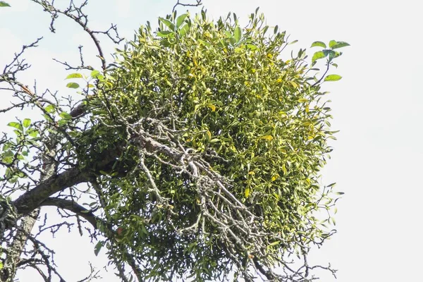 Tiro Ângulo Baixo Uma Árvore Verde Fundo Céu Azul — Fotografia de Stock