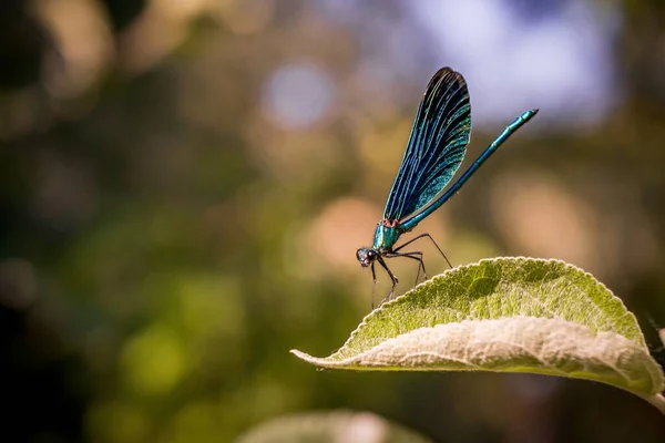 Yaprağın Üzerinde Oturan Mavi Kanatlı Bir Böceğin Yakın Plan Çekimi — Stok fotoğraf