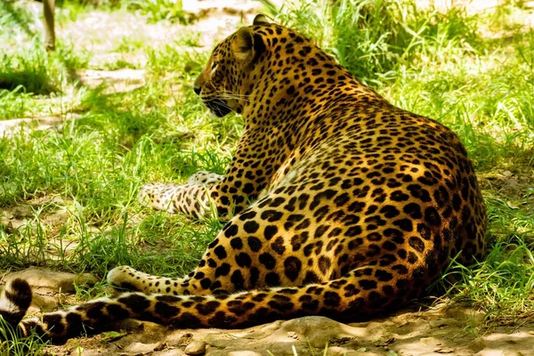 Africký Leopard Lese — Stock fotografie