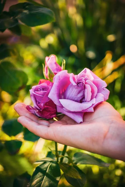 Вертикальный Снимок Женской Руки Касающейся Прекрасных Садовых Роз — стоковое фото