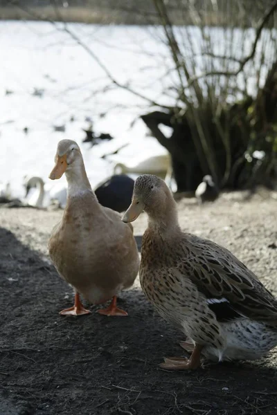 農村部の湖でかわいいアヒルの垂直ショット — ストック写真