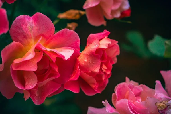 Eine Nahaufnahme Von Gartenrosen Perfekt Für Einen Hintergrund — Stockfoto