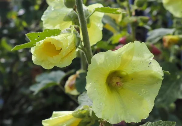 Mělké Ohnisko Záběru Krásné Žluté Hollyhocks Zeleném Poli Květin — Stock fotografie