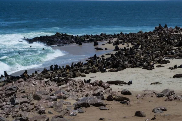 Robbenkolonie Einem Strand Kap Kreuz Namibia Tiere Reisen Und Tourismus — Stockfoto