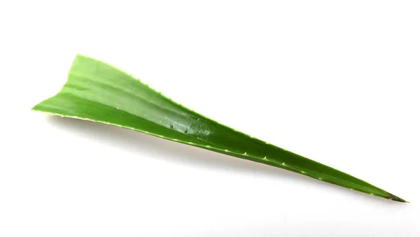 Aloe Vera Planta Isolada Sobre Fundo Branco Aloe Vera Uma — Fotografia de Stock
