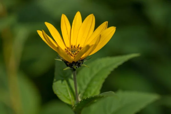 Tiro Foco Seletivo Uma Bela Flor Amarela Fundo Verde Embaçado — Fotografia de Stock