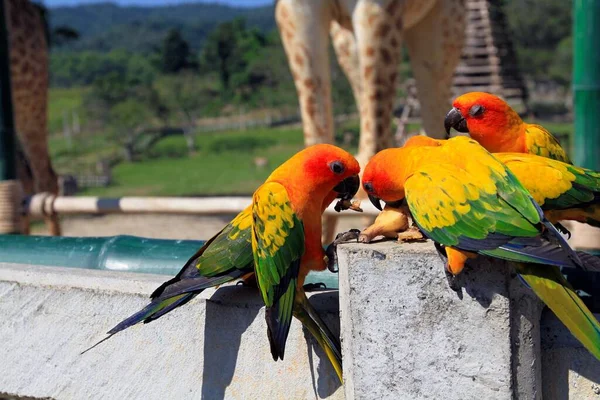 Siyah Gagalı Renkli Papağanlar Birlikte Yiyorlar — Stok fotoğraf