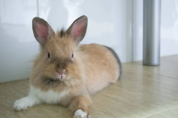 家の床に横たわる茶色のウサギのクローズアップショット — ストック写真