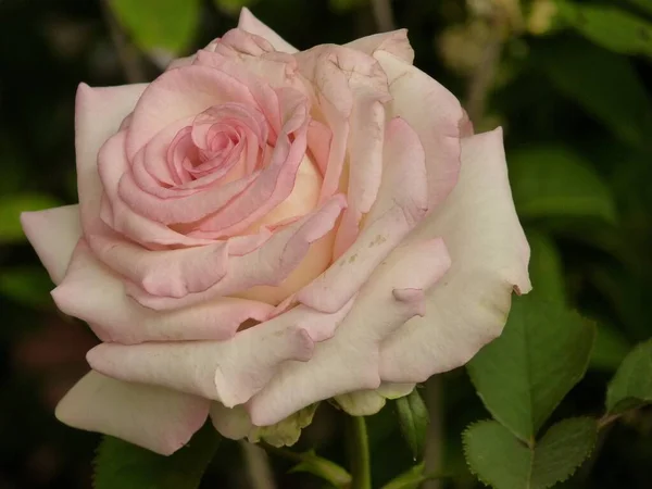 Крупним Планом Квітуча Рожева Троянда Зелені Ідеально Підходить Фону — стокове фото