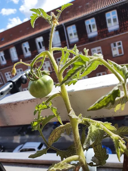 Tiro Vertical Tomate Não Maduro Crescendo Varanda — Fotografia de Stock