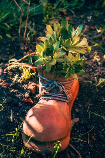 Bahçedeki Kil Bir Çaydanlıkta Yeşil Sulu Bir Bitkinin Dikey Görüntüsü — Stok fotoğraf