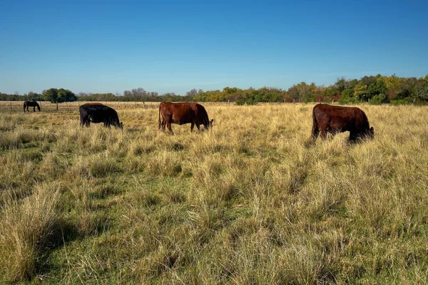 Grupo Vacas Cavalos Pastando Prado Sob Céu Azul — Fotografia de Stock