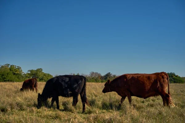 Las Vacas Pastando Prado Bajo Cielo Azul — Foto de Stock