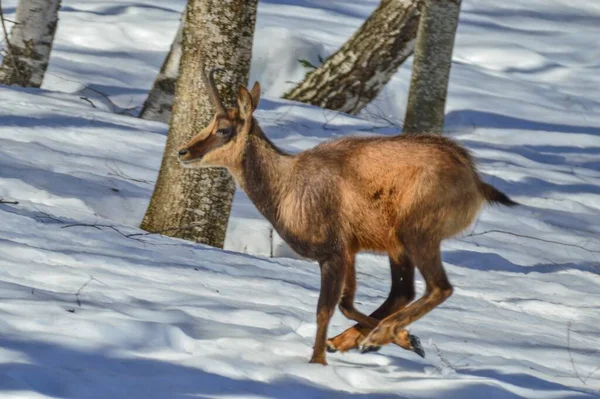 Pyreneisk Chamoi Snødekte Skogene Lacuniacha Viltpark Spania – stockfoto