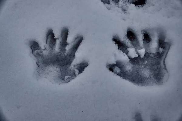 Eine Nahaufnahme Von Handabdrücken Schnee — Stockfoto