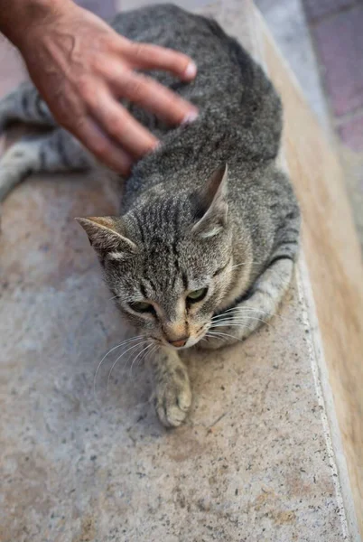 地面に座って猫を愛撫老人の垂直ショット — ストック写真