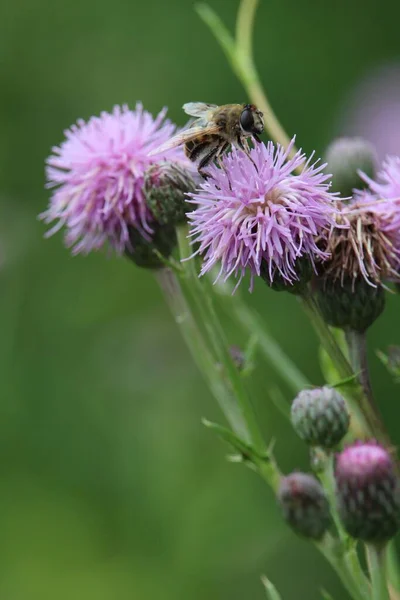 Ένα Κοντινό Πλάνο Μιας Μέλισσας Ένα Φυτό Γαϊδουράγκαθο — Φωτογραφία Αρχείου