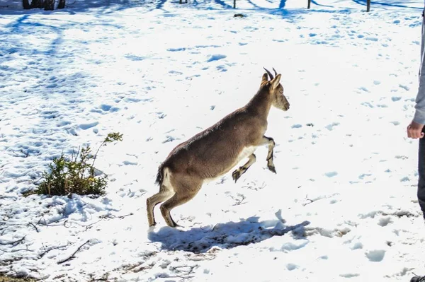 Een Vrolijke Pyreneese Gemzen Besneeuwde Bossen Van Lacuniacha Wildpark — Stockfoto