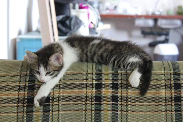 Primer Plano Lindo Gato Perezoso Descansando Encima Sofá — Foto de Stock