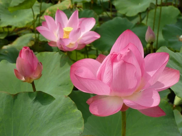 Beau Paysage Belles Fleurs Lotus Rose Dans Étang Dans Une — Photo