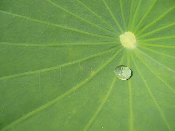 Egy Közelkép Vízcseppekről Egy Zöld Lótuszlevélen — Stock Fotó