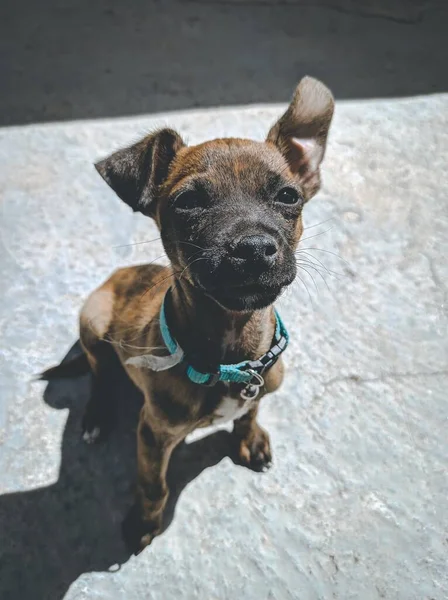 Enfoque Selectivo Cachorro Mirando Cámara Con Una Cara Enfoque Sentado — Foto de Stock
