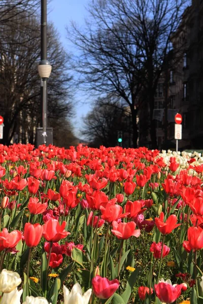 Campo Das Belas Tulipas Florescidas Primavera — Fotografia de Stock