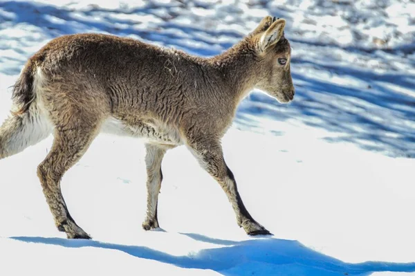 Urocze Dziecko Ibex Pokrytych Śniegiem Lasach Parku Przyrody Lacuniacha — Zdjęcie stockowe