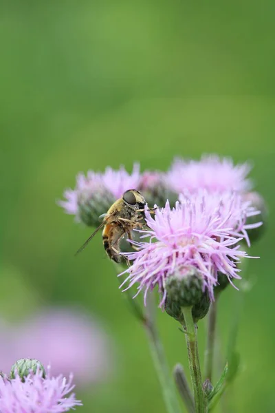 Nahaufnahme Einer Biene Auf Einer Distelpflanze — Stockfoto