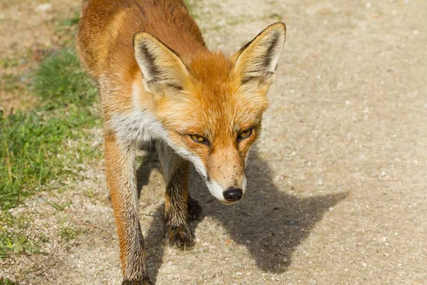 Een Bruine Vos Een Onverharde Weg Met Een Intense Blik — Stockfoto