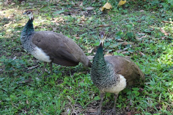 Den Vackra Gröna Och Bruna Kvinnliga Påfåglar Gräset Dagtid — Stockfoto
