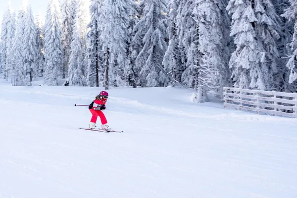 Ung Flicka Skidåkning Nedförsbacke Snabbt Nära Granar Fjällort — Stockfoto