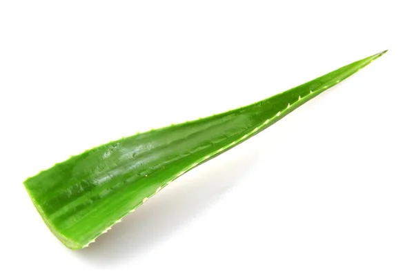 Рослина Aloe Vera Ізольована Білому Тлі Aloe Vera Вид Сукулентних — стокове фото