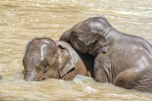 Een Close Shot Van Baby Olifanten Zwemmen Een Waterplas — Stockfoto