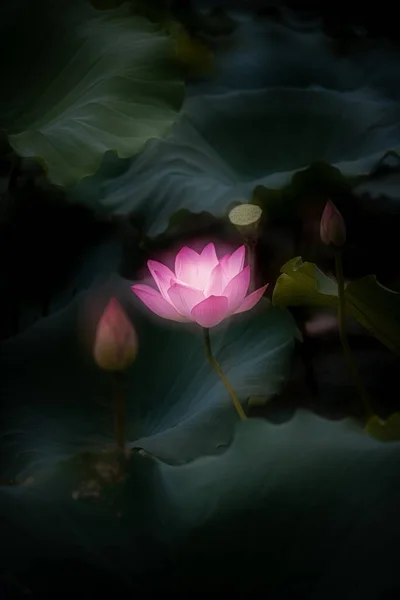 美しい神聖な蓮の花の浅いフォーカスショット — ストック写真