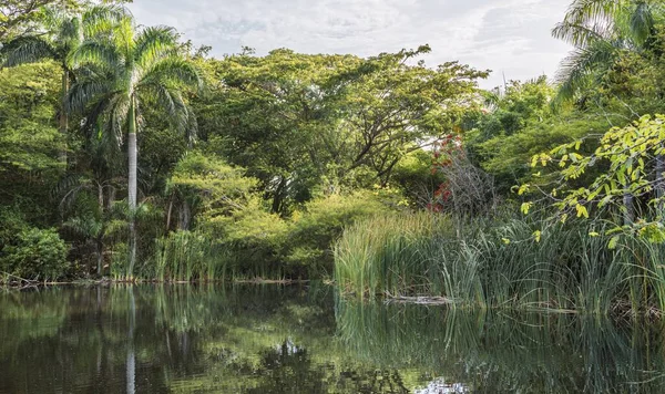 Vacker Bild Ozama Våtmarker Santo Domingo Solig Dag — Stockfoto