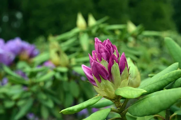 Enfoque Selectivo Flor Rododendro Púrpura — Foto de Stock