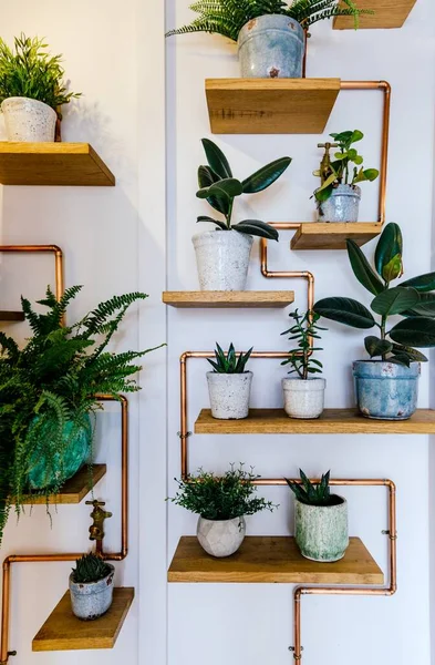 白い壁に木製の棚に植物の鉢の垂直ショット — ストック写真