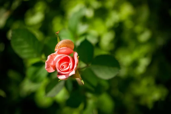 Μια Επιλεκτική Φωτογραφία Ενός Ροζ Τριαντάφυλλου Ένα Σαλιγκάρι Κάθεται Πάνω — Φωτογραφία Αρχείου