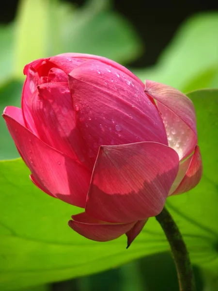 Eine Nahaufnahme Von Schönen Rosa Lotusblumen Einem Teich Einer Friedlichen — Stockfoto