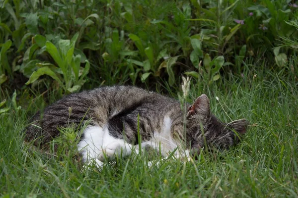Lindo Gato Doméstico Durmiendo Hierba Durante Día — Foto de Stock