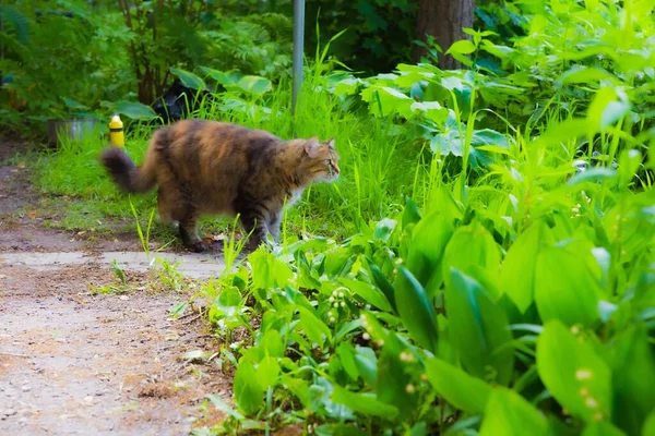 Hnědá Kočka Schovává Zahradě Kanadě Byl Slunečný Letní Den Příjemným — Stock fotografie