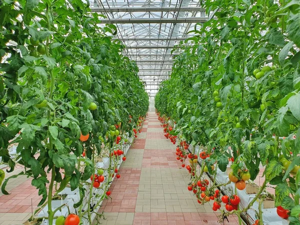 Vertikale Landwirtschaft Ist Nachhaltige Landwirtschaft Für Die Ernährung Der Zukunft — Stockfoto