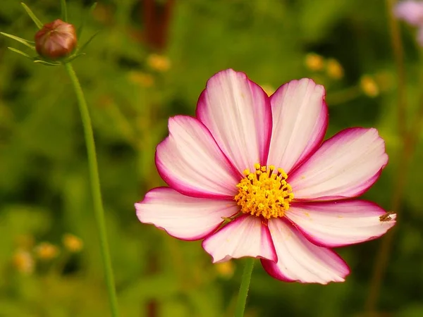 Primer Plano Una Hermosa Flor Cosmos Jardín Rosa — Foto de Stock