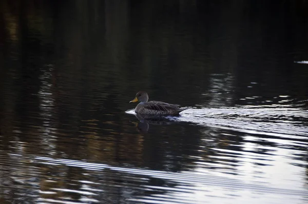Eine Süße Braune Ente Schwimmt Dunklen Wasser Des Sees — Stockfoto