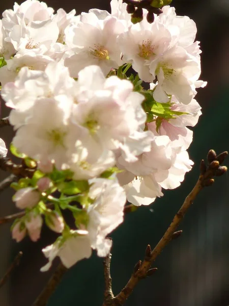 Een Verticale Shot Van Bloeiende Kersenbloesem Bloemen Perfect Voor Mobiel — Stockfoto